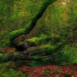 woodland, forest, moss-8479979.jpg